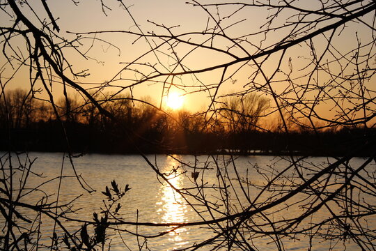 sunset through the trees