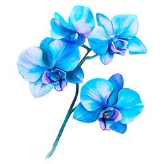 Fototapeta premium Orchid flower. Delicate watercolor orchid flowers isolated white background.