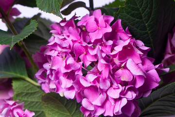 pink flower in the garden
