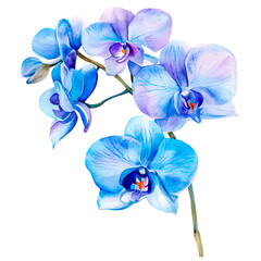 Orchid flower. Delicate watercolor orchid flowers isolated white background.