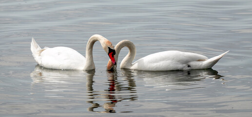 Beautiful elegant swan on Zemplínska Širava, Slovakia