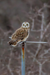 Short Eared Owl