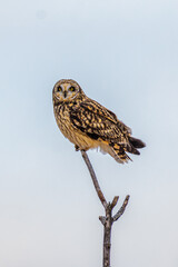 Short Eared Owl