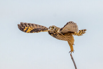 Short Eared Owl