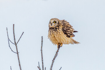 Short Eared Owl