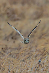 Short Eared Owl