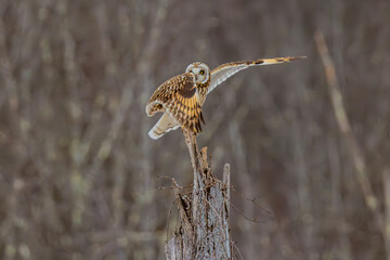Short Eared Owl