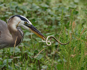 Great Blue Heron Shaking A Ribbon Snake Sweetwater Wetlands Florida  © onewildlifer