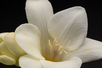 白いフリージア