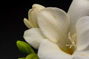 白いフリージア