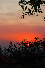 Beautiful landscape of a sunset with a plant next to it

