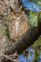 Great Horned Owl