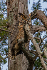 Great Horned Owl
