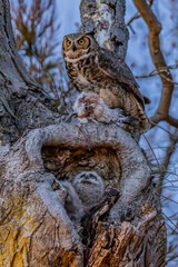 Great Horned Owl babies