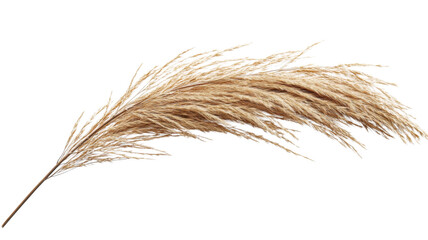 Pampas grass bending over transparent background