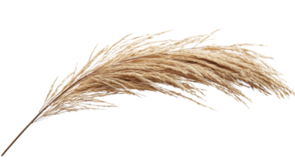 Pampas grass bending over transparent background
