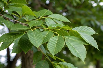 Fototapeta premium Babul tree leaves.