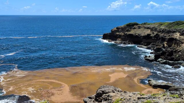 The coast of the Caravelle Peninsula (Presque&rsquo;&icirc;le de la Caravelle) with a lot of sargassum seaweed (La Trinit&eacute;, Martinique, France)