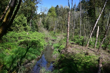 stream flowing through a lush green forest in the springtime
