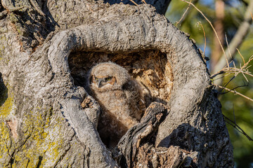 Great Horned Owl babies