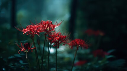 Red spider lily with curved petals on dark background. Close - up floral view.