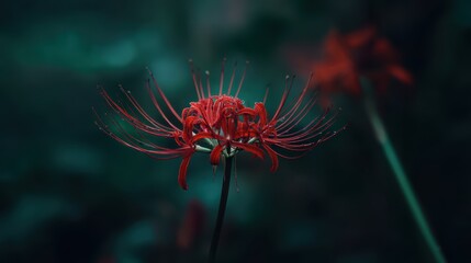 Red Spider Lily Close-Up with Curved Petals and Blurred Green Background, Artistic Floral Composition.