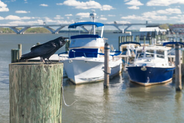 Fototapeta premium crow on a mooring post with boats in the background at the Annapolis Marina in Maryland. Selective focus.