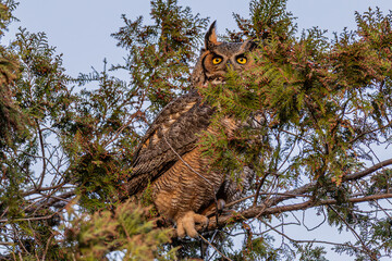 Great Horned Owl