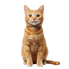 a portrait of a sitting orange tabby cat with bright eyes. showcasing its playful and curious demeanor against a clean white background cat's distinct fur patterns and alert posture. making it ideal