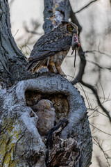 Great Horned Owl