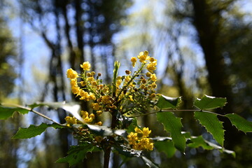 yellow flowers on a branch