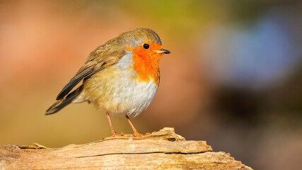 European Robin on a tree stump in a forest. Erithacus rubecula, Touraine, Indre et Loire 37, région Centre Val de Loire, France, European Union, Europe