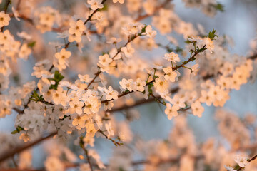 Blossoming Oriental cherry sakura with pink flowers close up