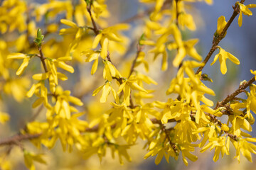 Closeup of forsythias flowers in full bloom