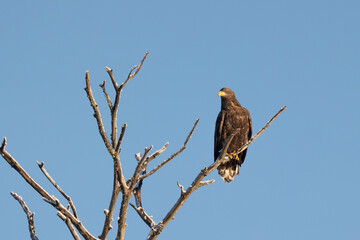 White-tailed eagle sits on a tree against the sky