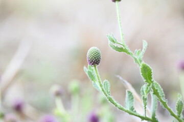 Sphaeranthus indicus. Its flowering plant of the genus Sphaeranthus.
Sphaeranthus indicus Linn. It is widely used in the Ayurvedic system of medicine in various conditions. East Indian globe thistle.
