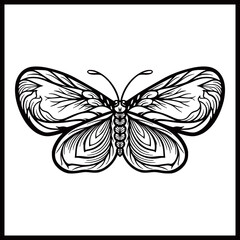 a hand sketched illustration of a single butterfly