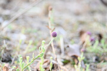Sphaeranthus indicus. Its flowering plant of the genus Sphaeranthus.
Sphaeranthus indicus Linn. It is widely used in the Ayurvedic system of medicine in various conditions. East Indian globe thistle.
