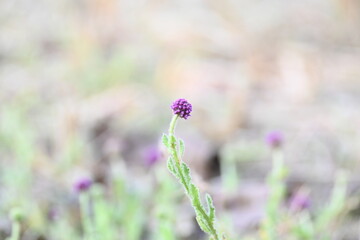 Sphaeranthus indicus. Its flowering plant of the genus Sphaeranthus.
Sphaeranthus indicus Linn. It is widely used in the Ayurvedic system of medicine in various conditions. East Indian globe thistle.
