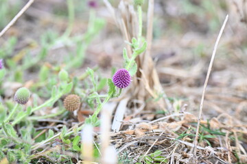 Sphaeranthus indicus. Its flowering plant of the genus Sphaeranthus.
Sphaeranthus indicus Linn. It is widely used in the Ayurvedic system of medicine in various conditions. East Indian globe thistle.
