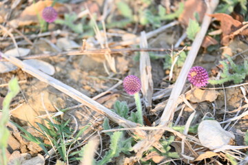 Sphaeranthus indicus. Its flowering plant of the genus Sphaeranthus.
Sphaeranthus indicus Linn. It is widely used in the Ayurvedic system of medicine in various conditions. East Indian globe thistle.
