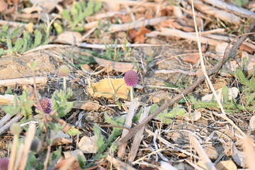 Sphaeranthus indicus. Its flowering plant of the genus Sphaeranthus.
Sphaeranthus indicus Linn. It is widely used in the Ayurvedic system of medicine in various conditions. East Indian globe thistle.
