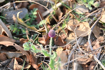 Sphaeranthus indicus. Its flowering plant of the genus Sphaeranthus.
Sphaeranthus indicus Linn. It is widely used in the Ayurvedic system of medicine in various conditions. East Indian globe thistle.
