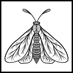 a hand sketched illustration of a single butterfly