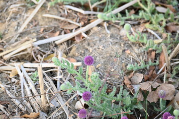 Sphaeranthus indicus. Its flowering plant of the genus Sphaeranthus.
Sphaeranthus indicus Linn. It is widely used in the Ayurvedic system of medicine in various conditions. East Indian globe thistle.
