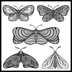 Hand drawn butterfly set. Vintage butterflies sketch, moths insects retro sketches with open wings