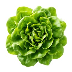 Obraz premium A fresh head of butter lettuce isolated on a clean white background