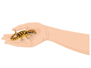 Eublepharis macularius is native to the desert.