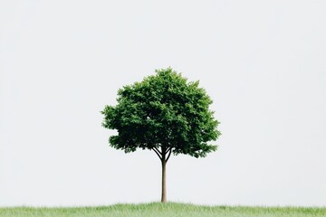 Lone tree standing on white plain background with bright light and no surrounding elements symbolizing minimalism solitude and nature isolation