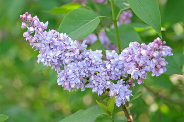 Syringa vulgaris, common lilac, ‘President Grevy’ in flower.